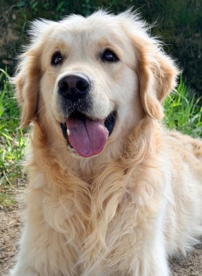 Étalon Golden Retriever - Vyctorio valentino blue De La Vallée Du Petit Pré