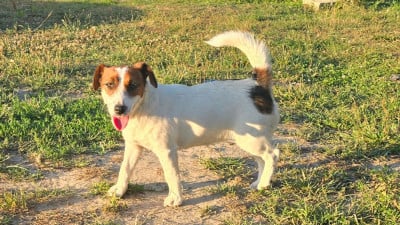 Étalon Jack Russell Terrier - Violette Du Clos Des Loutres