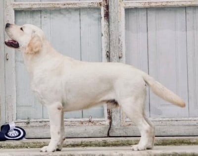 Étalon Labrador Retriever - CH. Ural Des Iris De Grande Briere
