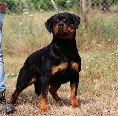 Étalon Rottweiler - Ying de txurroke