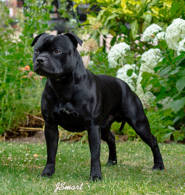 Étalon Staffordshire Bull Terrier - Waywardstaff Volens nolens