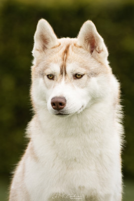 Étalon Siberian Husky - Skyrrows A forever love