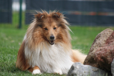 Étalon Shetland Sheepdog - CH. Vegas des petites fées des sables