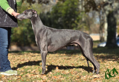Étalon Greyhound - CH. Un veritable scandale Rosae Fidelis