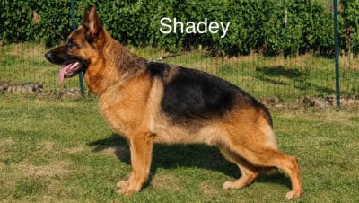Étalon Berger Allemand - CH. Shadey Des marais d'elesmes