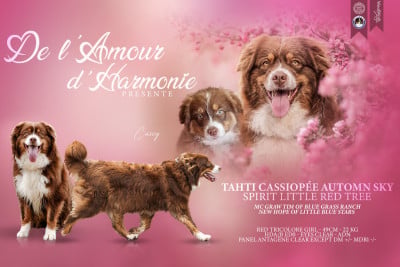 Étalon Berger Australien - Thati cassiopee automn sky Spirit Little Red Tree