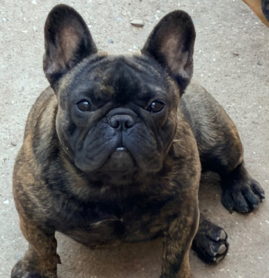 Étalon Bouledogue français - Distinct Origins Angel nova