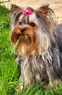 Étalon Yorkshire Terrier - Anna-lou De L'odyssée Des Rêves
