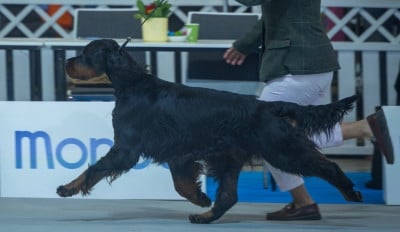 Étalon Setter Gordon - CH. Xclusiv bel-ami Du Roux-miroir
