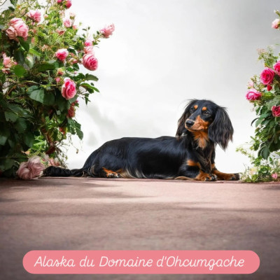 Étalon Teckel poil long - Alaska Du Domaine D'ohcumgache