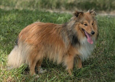Étalon Shetland Sheepdog - All star takka de La Lune De Feu