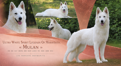 Étalon Berger Blanc Suisse - Ultra white spirit « Mulan » Legends of Marwarita