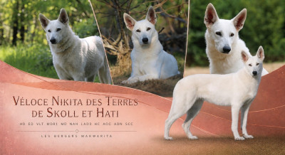 Étalon Berger Blanc Suisse - Véloce « Nikita » des terres de skoll et hati