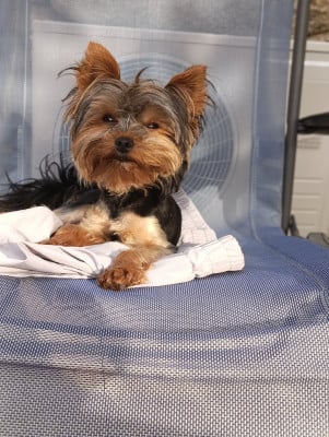 Étalon Yorkshire Terrier - Ange Des P'tits Bouts D'amour