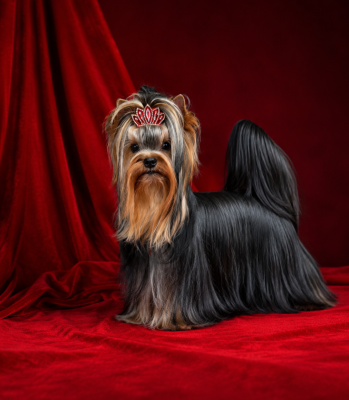 Étalon Yorkshire Terrier - magnus fortuna Vanserra Eris
