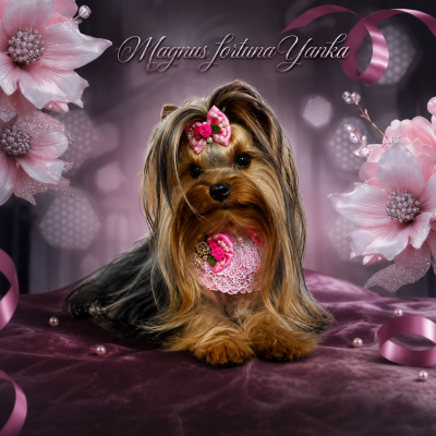 Étalon Yorkshire Terrier - magnus fortuna Yanika