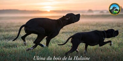 Étalon Pointer - Uléna du bois de la Hulaine