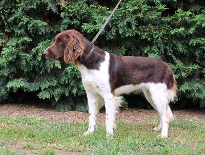 Étalon Petit Epagneul de Münster - Urka du clos de l'épte