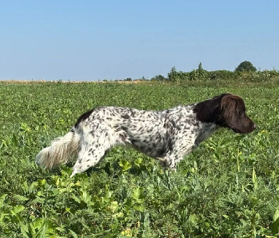 Étalon Petit Epagneul de Münster - Vladys du bois de Berny