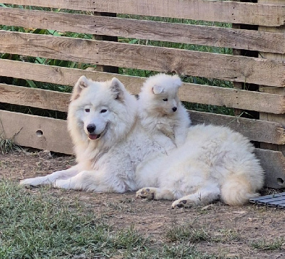 Étalon Samoyède - Pretty girl phoebe D'Obreika