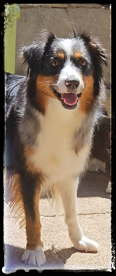 Étalon Berger Américain Miniature - Tu es unique en ton genre Du Diamant Des Neiges