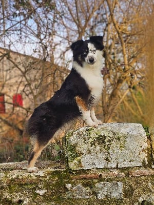 Étalon Berger Américain Miniature - Unita precious girl Du Domaine Du Clos Australien