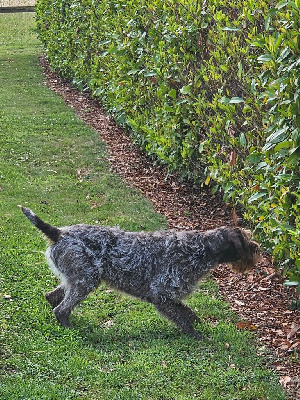 Étalon Griffon d'arrêt à poil dur Korthals - CH. Viking De La Prairie Du Hocquet
