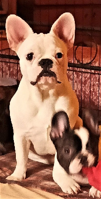 Étalon Bouledogue français - Voxane Clos Des Papéraks