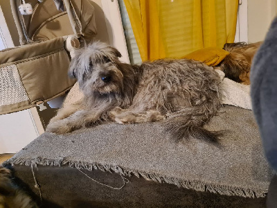 Étalon Berger des Pyrenees à poil long - Very new start l'oustaou de padel