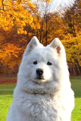 Étalon Samoyède - Perce neige pixie Tweed Lenissei