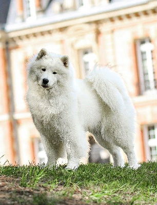 Étalon Samoyède - CH. United forever uyana of Karasea