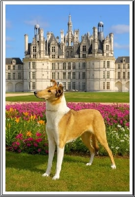 Étalon Colley à poil court - CH. turella's Givenchy organza