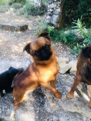 Étalon Petit Brabançon - Ulk l?imbattable Des Crocs Du Mas 