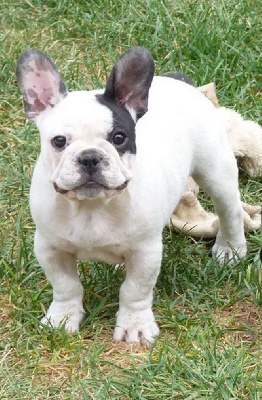 Étalon Bouledogue français - Arthus de sharp et boule de Nat