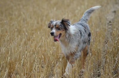 Étalon Berger Américain Miniature - Atchoum Du Domaine De Poupet
