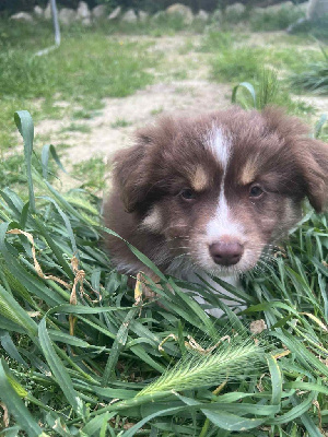 Étalon Berger Américain Miniature - Azure Born in Aulero