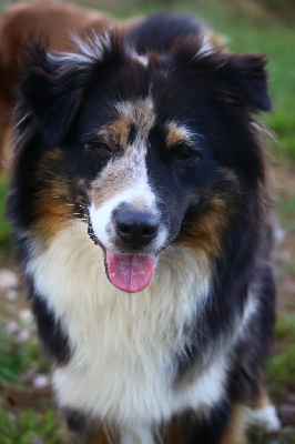 Étalon Berger Américain Miniature - Universal picture du temple de Palés