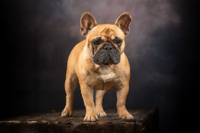 Étalon Bouledogue français - Uguette de la Roubine du Roy