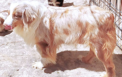 Étalon Berger Américain Miniature - blue witch shana Shana