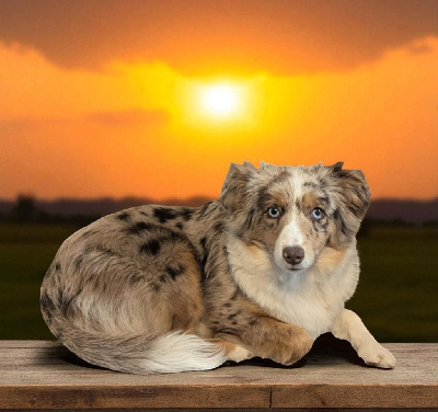 Étalon Berger Américain Miniature - Vaillante freyja La tribu du vent