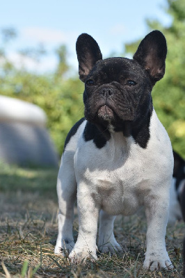 Étalon Bouledogue français - Anne frank by agaudi de l'Or Noir De Paris