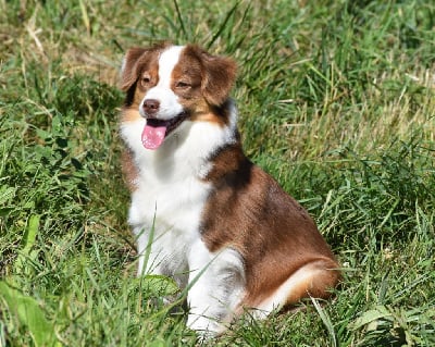 Étalon Berger Américain Miniature - Une toute petite du petit Duc Victoria