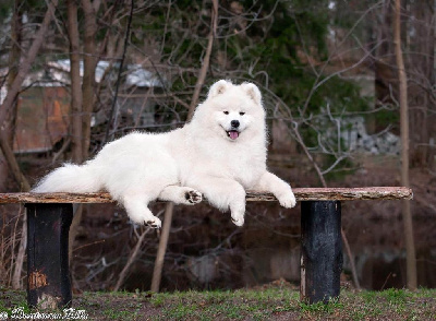 Étalon Samoyède - helen samsmile Imperia