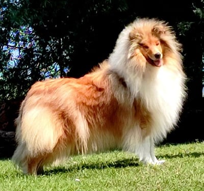 Étalon Colley à poil long - Tutti fruti Du Clos De Seawind