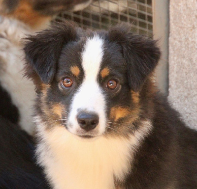 Étalon Berger Américain Miniature - Take a chance on me Of surf paradise