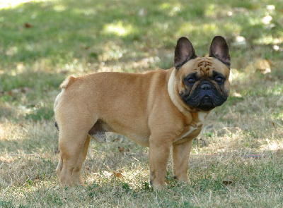 Étalon Bouledogue français - Tony montana Du Domaine De Nelya