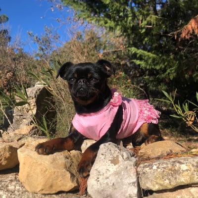 Étalon Petit Brabançon - Tornade Des Minis Pepites