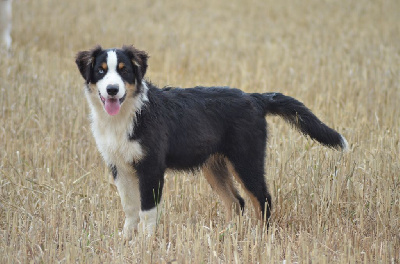 Étalon Berger Américain Miniature - Attack on titan historia dite alice Des Légendes De L'Ouest