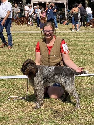 Étalon Griffon d'arrêt à poil dur Korthals - CH. Uma de la Vallée de Senlis