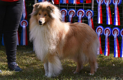Étalon Colley à poil long - Vador j'adore of River Tweed